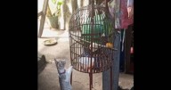 Periquito avisa a su abuelita que un gatito se lo quiere comer
