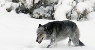 Commission sets wolf quota at 452 for upcoming season, with specific limit for SW Montana