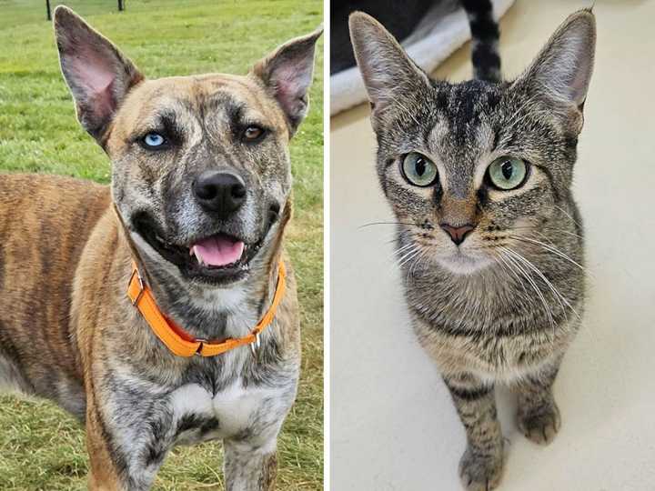 Pets of the week: Pawsitive Vibes loves people. Gucci would fit in a handbag