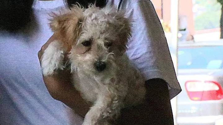 Animales sienten y merecen tener derechos; llaman al Congreso a aprobar ley de bienestar