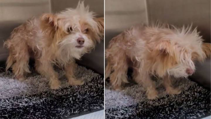 Abandoned California Senior Dog At Risk Of Euthanasia Faced A Devastating Struggle