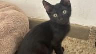Aladín, un gato rescatado, busca un hogar seguro