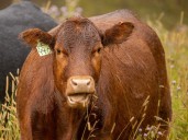 Alberta Beef Producers to withdraw from Canadian Cattle Association