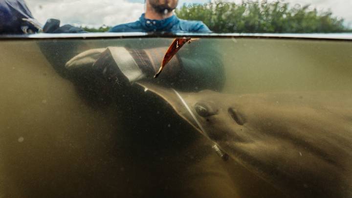 An endangered sawfish was trapped in a Tampa Bay pond. Could it be freed?