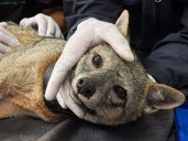 Rechazan envenenamiento de zorro perro y sus crías en Guarne