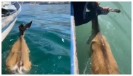 Venado es rescatado por pescadores en altamar frente a Sonora