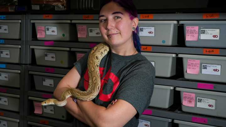 See photos from ball python breeding HQ in North Jersey