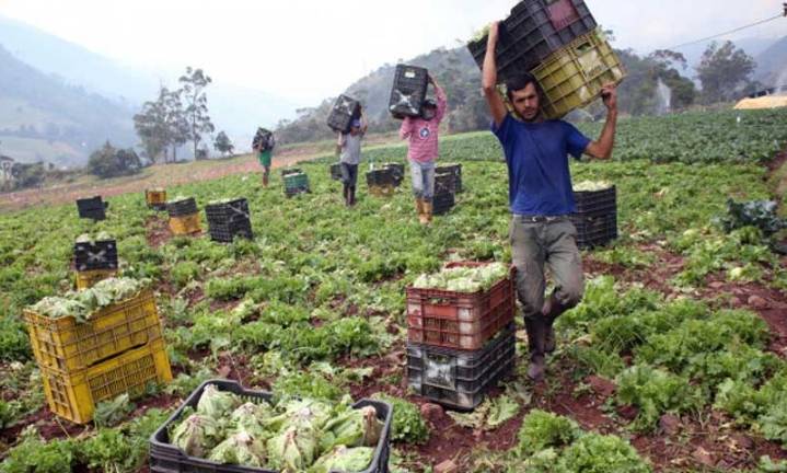 La producción de hortalizas crece un 30 % en 2025 pese a lluvias