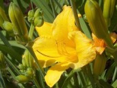 Growing Concerns: Late summer colour still possible