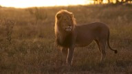 Un rugido de ira por el león Blondie