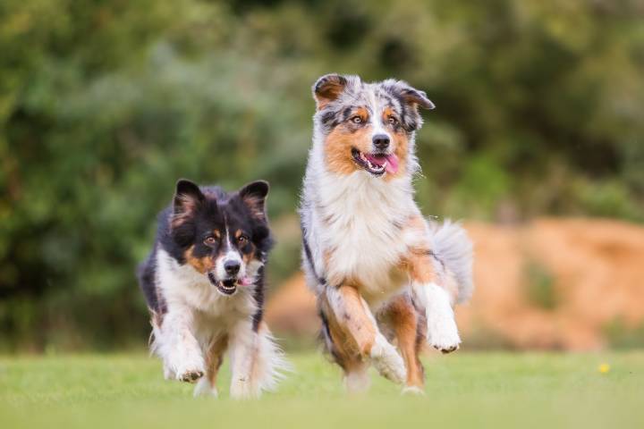 13 Hardy Dog Breeds Built For Endurance And Strength