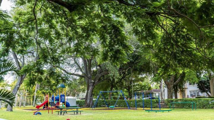 Development could kill this century-old Florida tree. Why residents are fighting.
