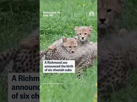 Richmond zoo announces birth of six cheetah cubs