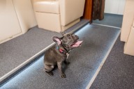 13 Easygoing Dog Breeds That Do Great In Small Homes