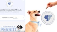 Acusan a hermanas sampetrinas de fraude en la adopción de perros y gatos