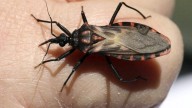 Chagas en Mendoza: lanzarán una app para poder identificar al insecto