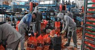 Producción y exportación de cebollas en Valle Medio: un modelo productivo de desarrollo sustentable es posible