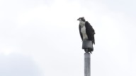 Ospreys nesting on stadium light pole disrupts Minnesota high school's fall sports season