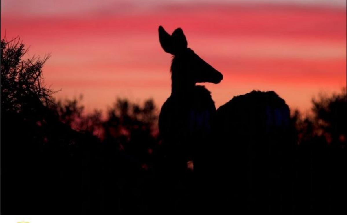 CWD Precautions For Hunters In Washington, Oregon, And Idaho