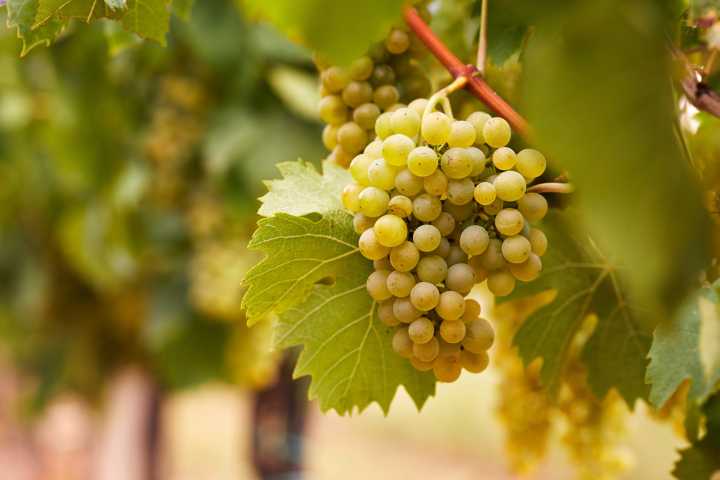 Gouais Blanc: la madre de un gran número de varietales