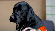 Training centre for guide dogs facing $20 million shortfall