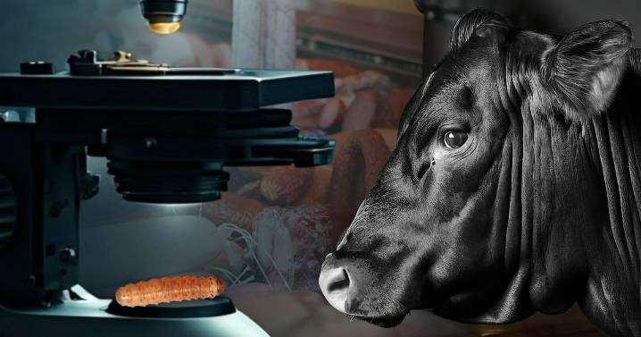 Sequía, gusano barrenador y EU dejan ‘en los huesos’ a ganaderos: Ahora dependen de boutiques de carnes