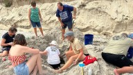 Hurricane Erin never hit land or caused major damage, but threatened turtle nests weren't so lucky
