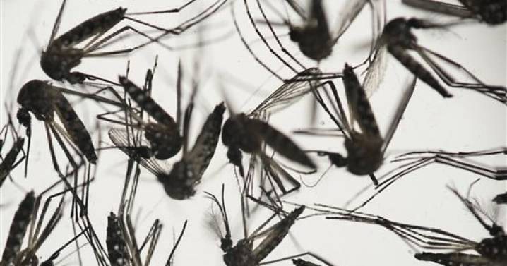 Person in Kent County dies from West Nile Virus
