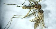 First human case of neuroinvasive West Nile virus confirmed in New Orleans