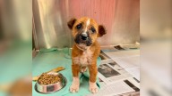 Texas Puppy Facing Euthanasia Longed For Her Mom Until Everything Changed