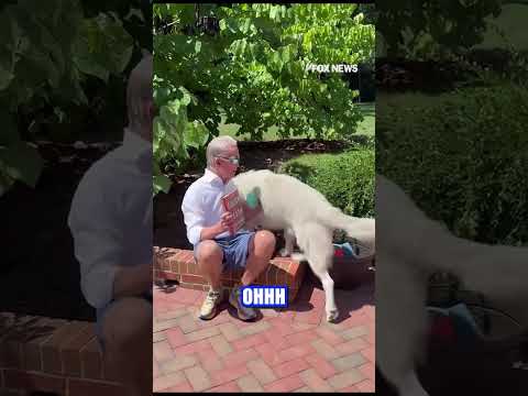 Trey Gowdy's new book is all about justice and his dog Justice is ready for it #shorts #usa #book