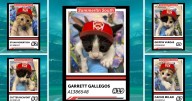 Litter of champions: Kittens named after Summerlin South members up for adoption