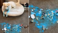 Minnesota Dog Steals The Show At Gender Reveal Party With Hilarious Surprise That Took The Internet By Storm