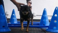Se aprovechan del amor a las mascotas para extorsionar: alertan en Tampico