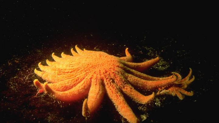 Identificada la bacteria causante de la mayor epidemia marina de la historia: ha matado a miles de millones de estrellas de mar