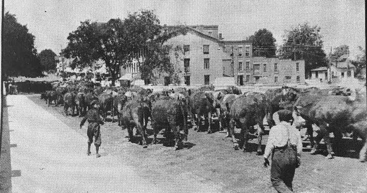 Le Roy history: The day cattle came to Main Street