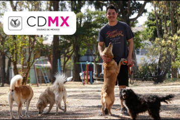 Aprueba CDMX custodia compartida de mascotas en divorcios