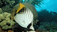 These fish may feel pleasure while being groomed by other fish