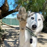 CAPA Pet of the Week: Europa
