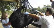 Florida's first black bear hunt in a decade approved despite strong opposition