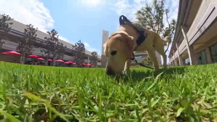 From arson investigator to family pet, OCFA K