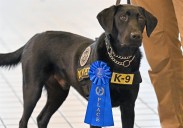 Steeler the Labrador is the ‘cutest’ TSA dog in the country, but there's more to him than that