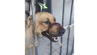Fundación denuncia ataque con machete a perro en Culiacán