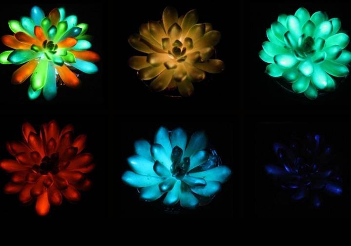 Plantas que brillan en la oscuridad: científicos logran un paso clave hacia lámparas vivas