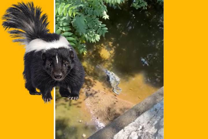 NJ animal officer gets sprayed by skunk he was saving