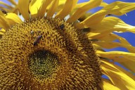 Things to do in the DC area: Sunflower Festival, luau and pig roast … and more!