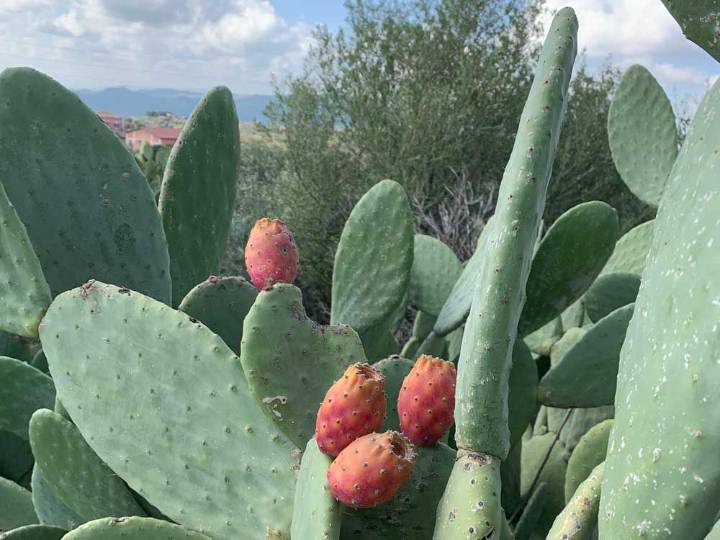 Embrace the healthy benefits of prickly pears from Sicily