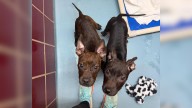 'Twin' Brothers Stay Close In Texas Shelter, Hoping To Be Saved From Euthanasia