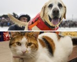 Pet food recalled over Salmonella, Listeria contamination