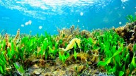 Los caballitos y las nacras vuelven a poblar las aguas del Mar Menor
